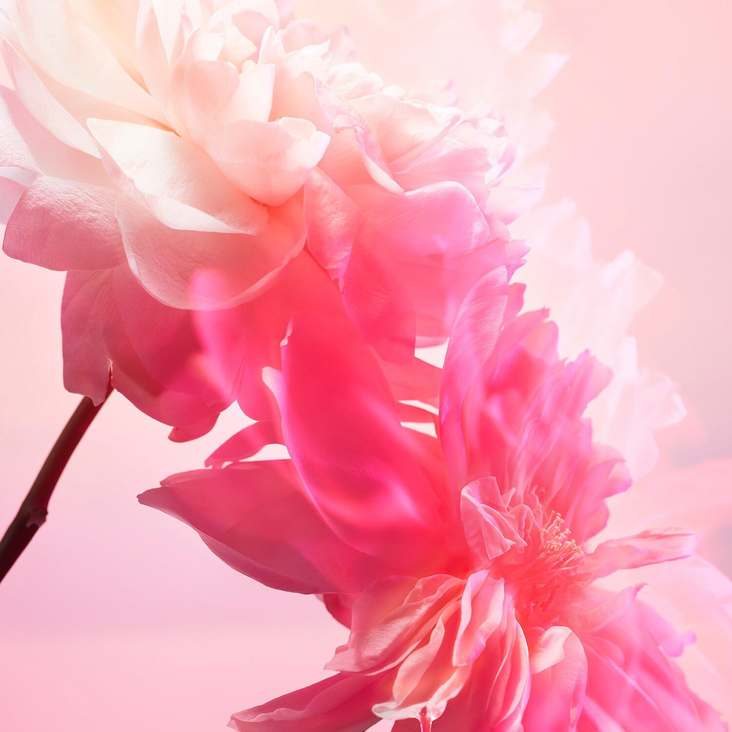 Pillow Talk Love Frequency Kit - Set med smink och parfym