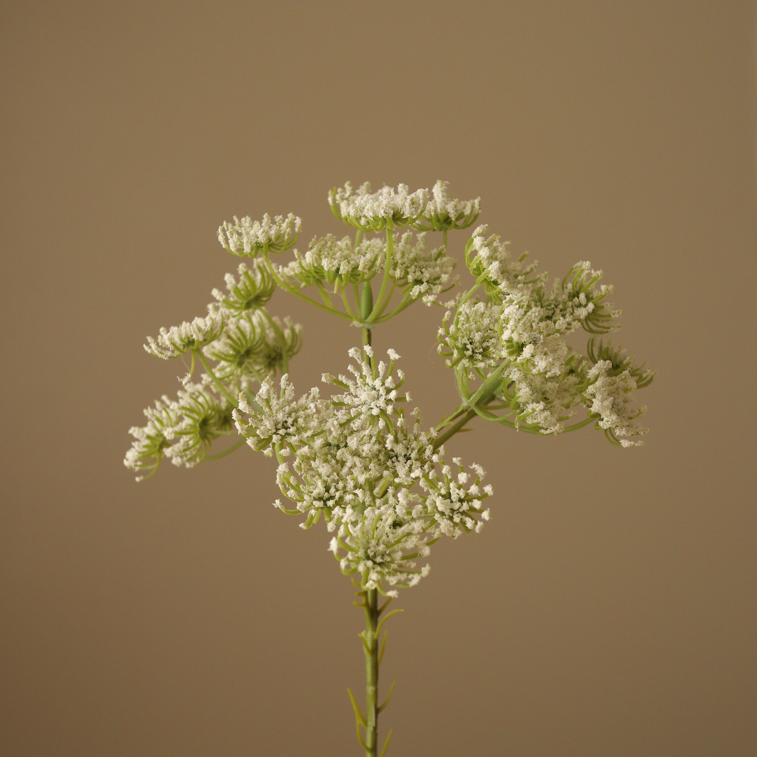 Queen Anne's Lace Flower