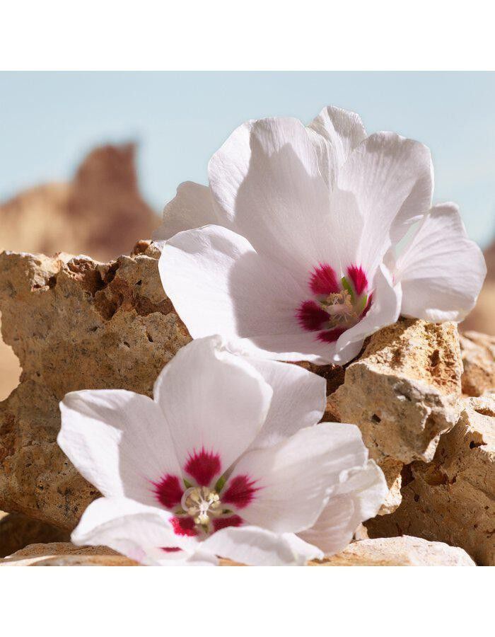 K by Dolce&Gabbana Elixir 50 ml