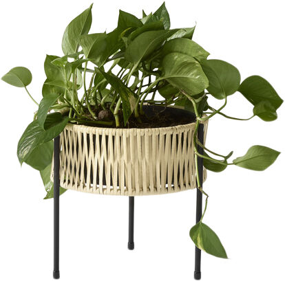 Umanoff, Planter, H 27