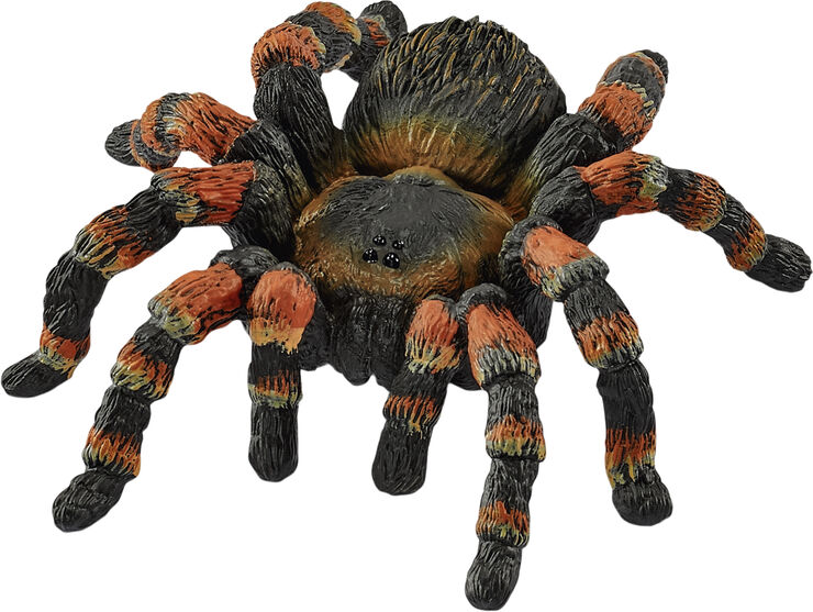 Sch Tarantula