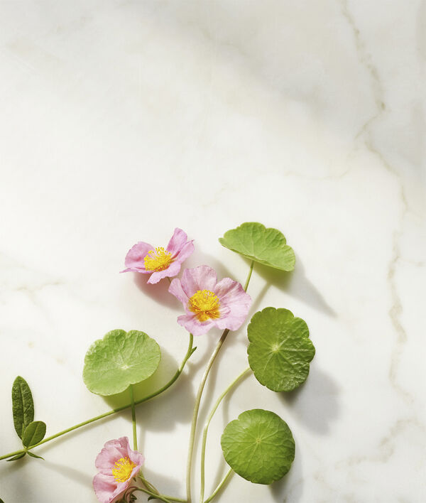 The Ritual of Namaste Ageless Firming Serum