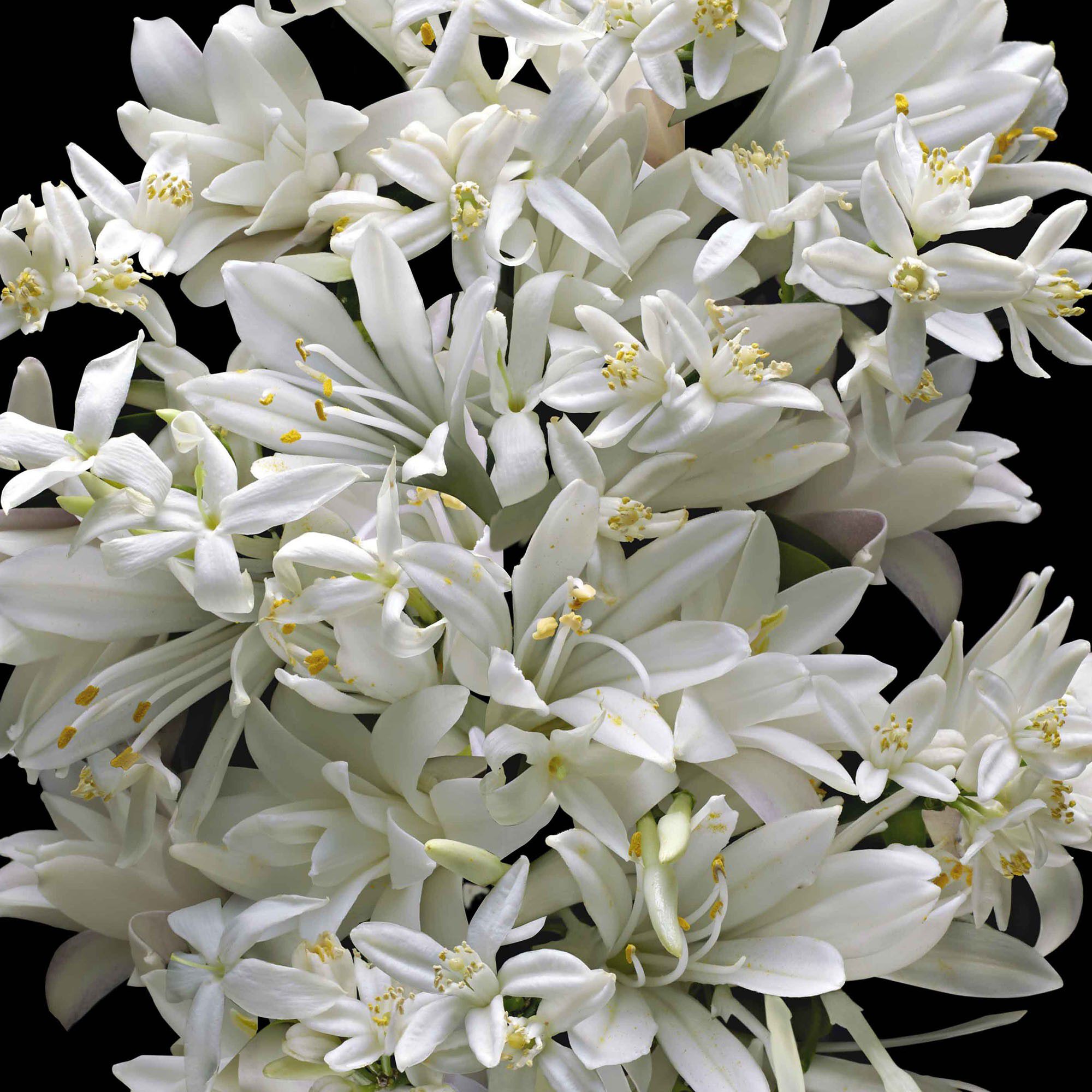 Good Girl Gone Bad, By Kilian Eau de Parfum