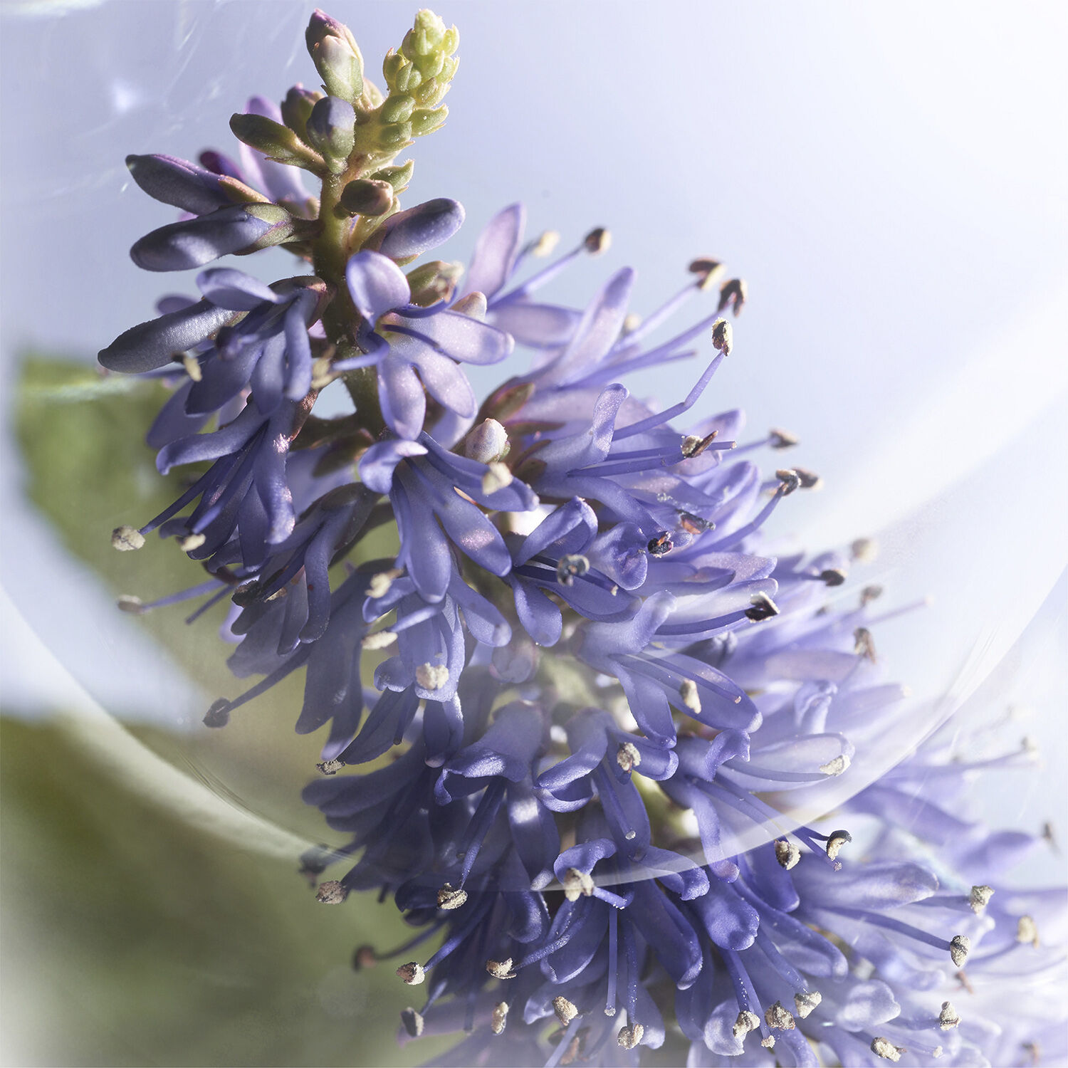 Lanc&ocirc;me La vie est Belle Iris Absolu Eau de Parfum