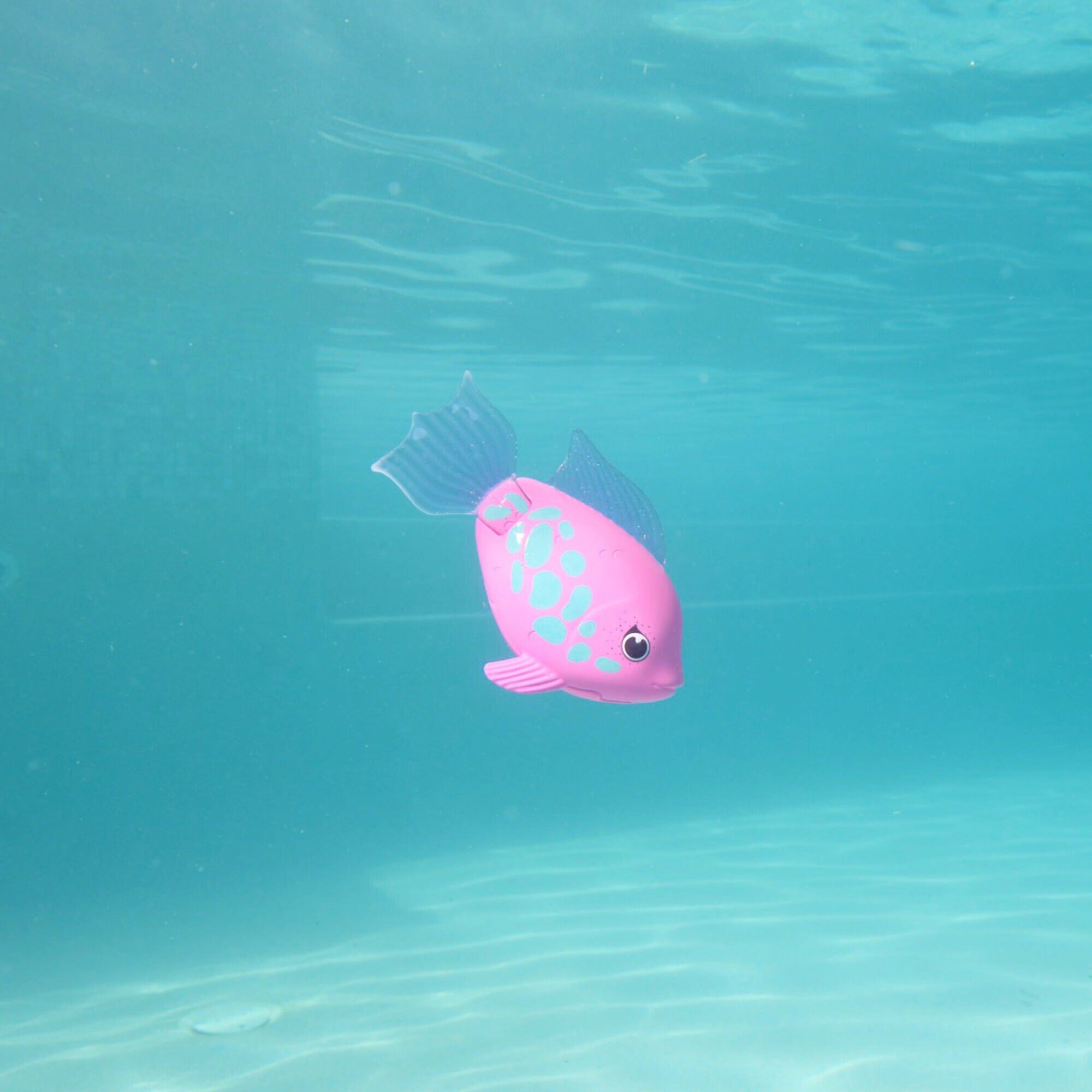 Rainbow Reef Fish - Rainb