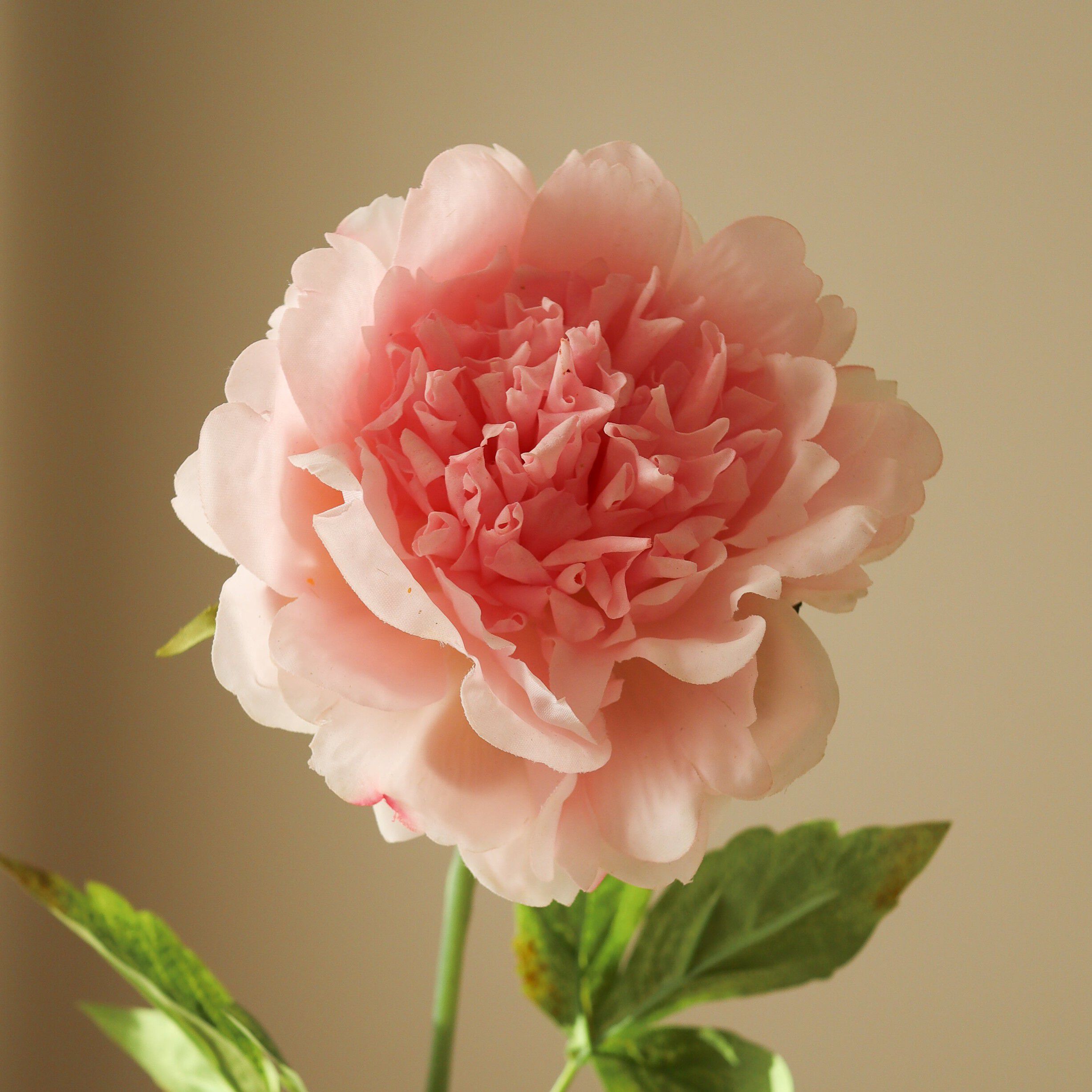 Peony Flower