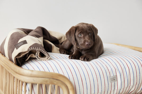 Otte Hundeseng - Lille