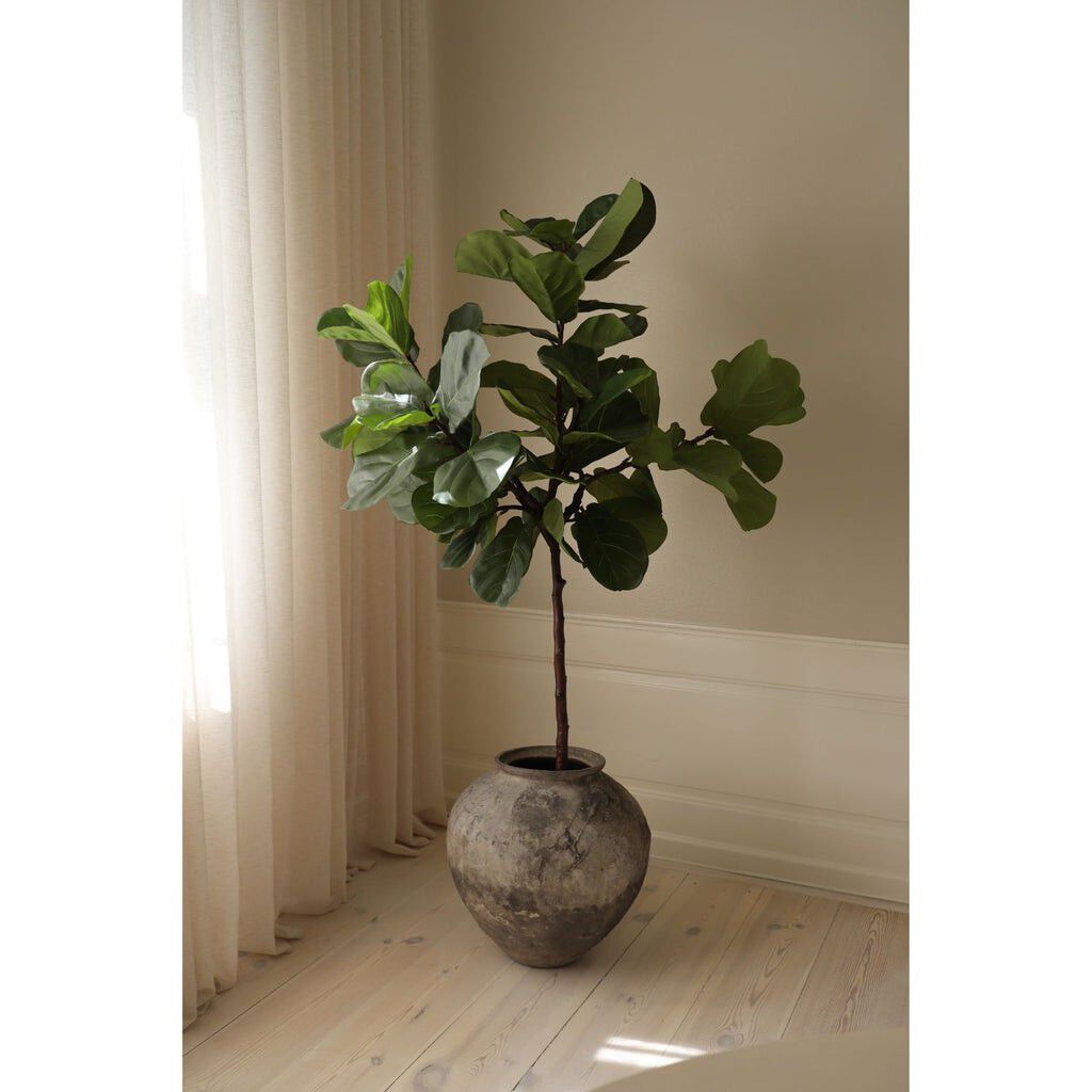 Fiddle Leaf Fig