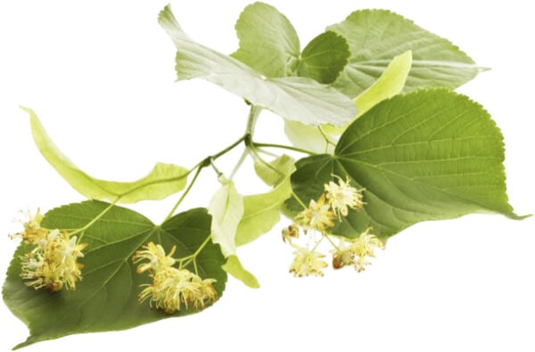 Organic Lindengloss Intensive Hair Mask