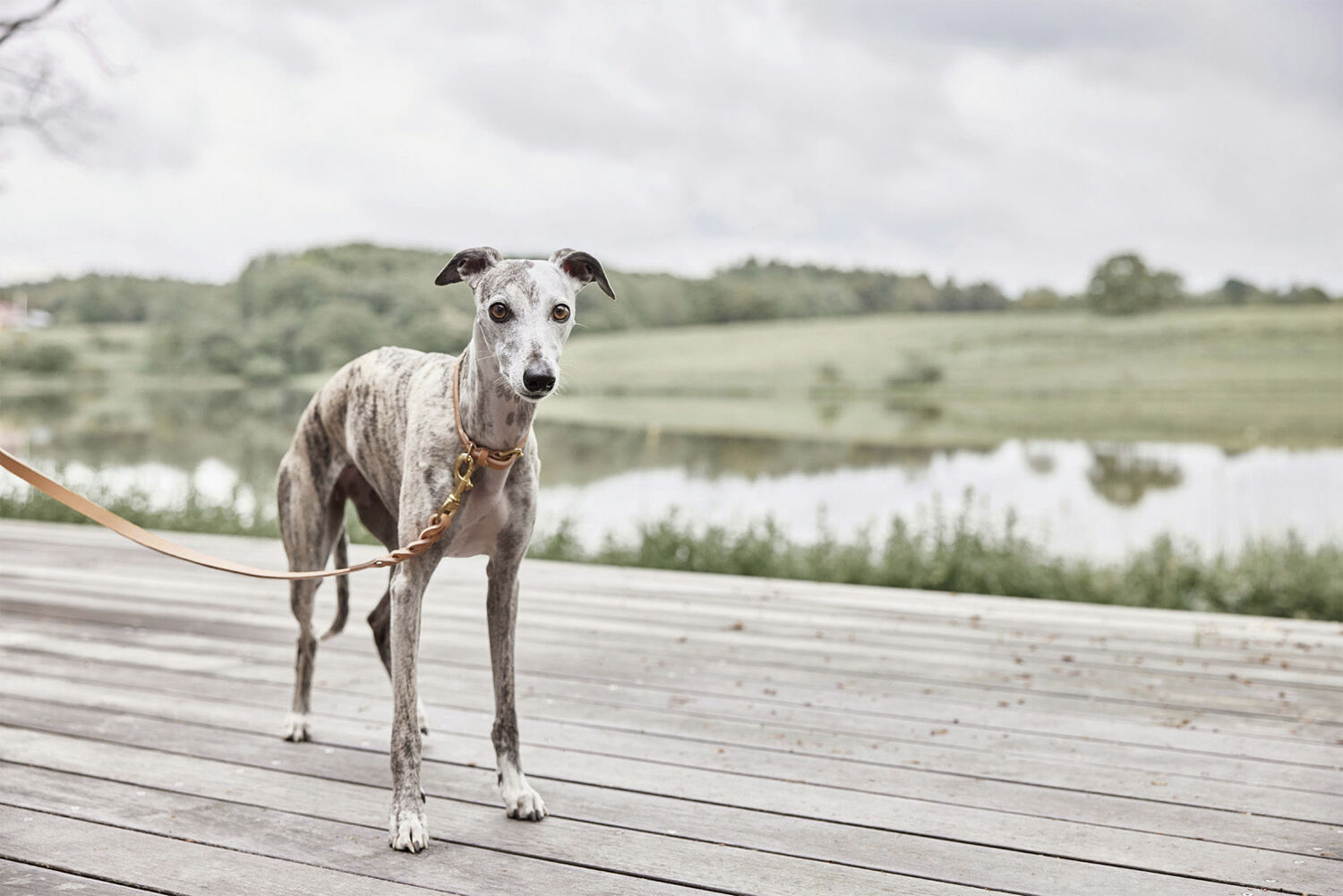 Robin Hundehalsb&aring;nd - Ekstra Stor