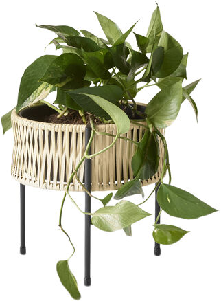 Umanoff, Planter, H 27