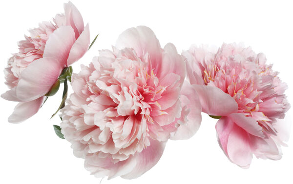 Floral Blush Edp Eau De Parfum