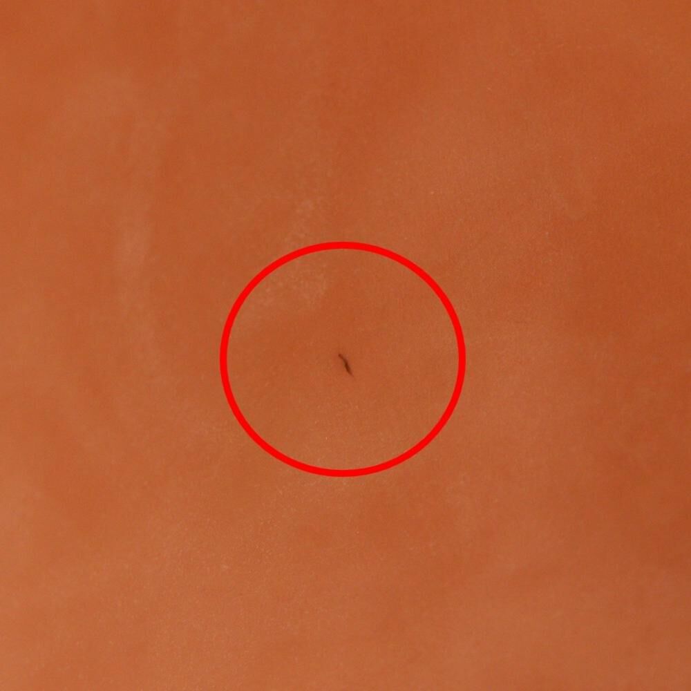 Bottega Veneta Handbag