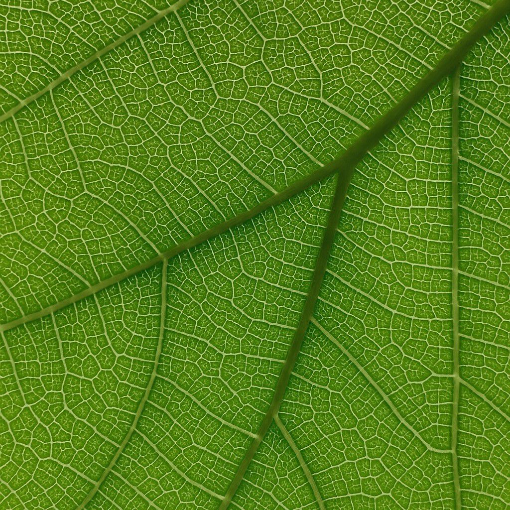 Figuier de Sicile Scented Candle