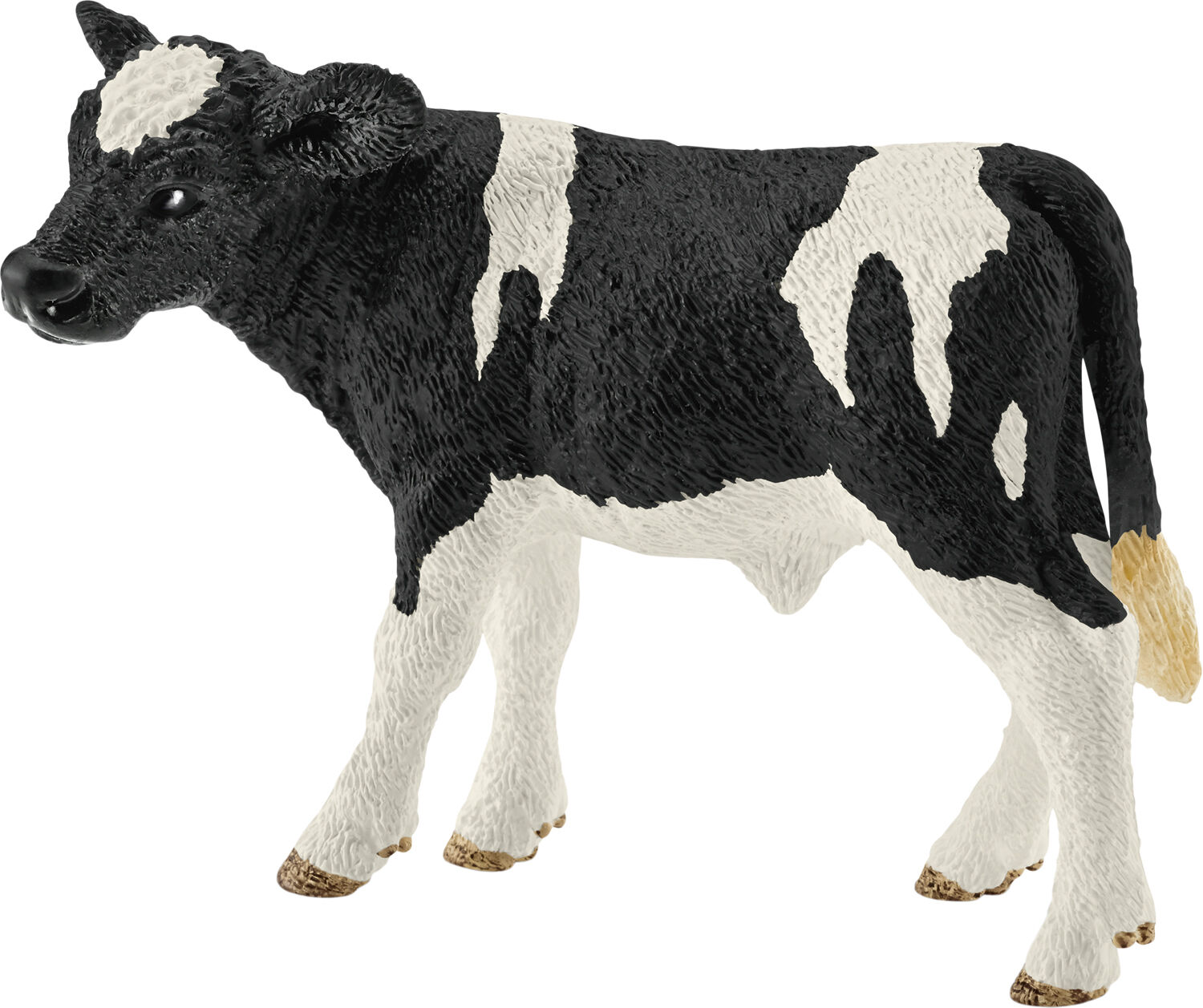 SCH13798 Holstein calf