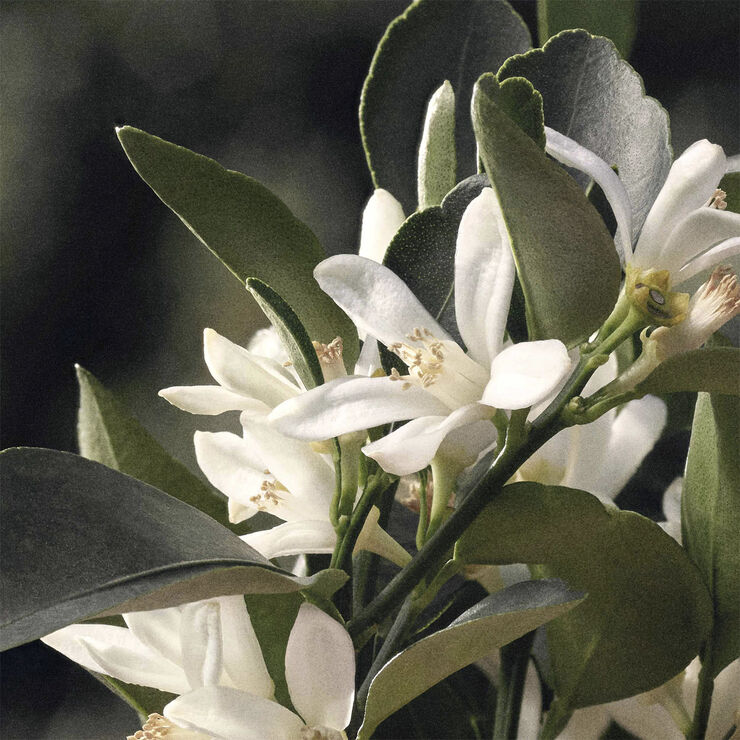 CHLOÉ Naturelle Eau de parfum