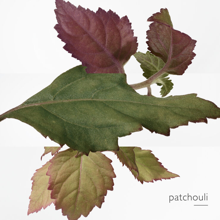 Elixir des Merveilles Eau de Parfum 50 ml.