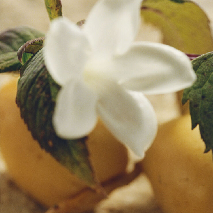 Chloé Nomade Jasmin Naturel Intense Eau de Parfum