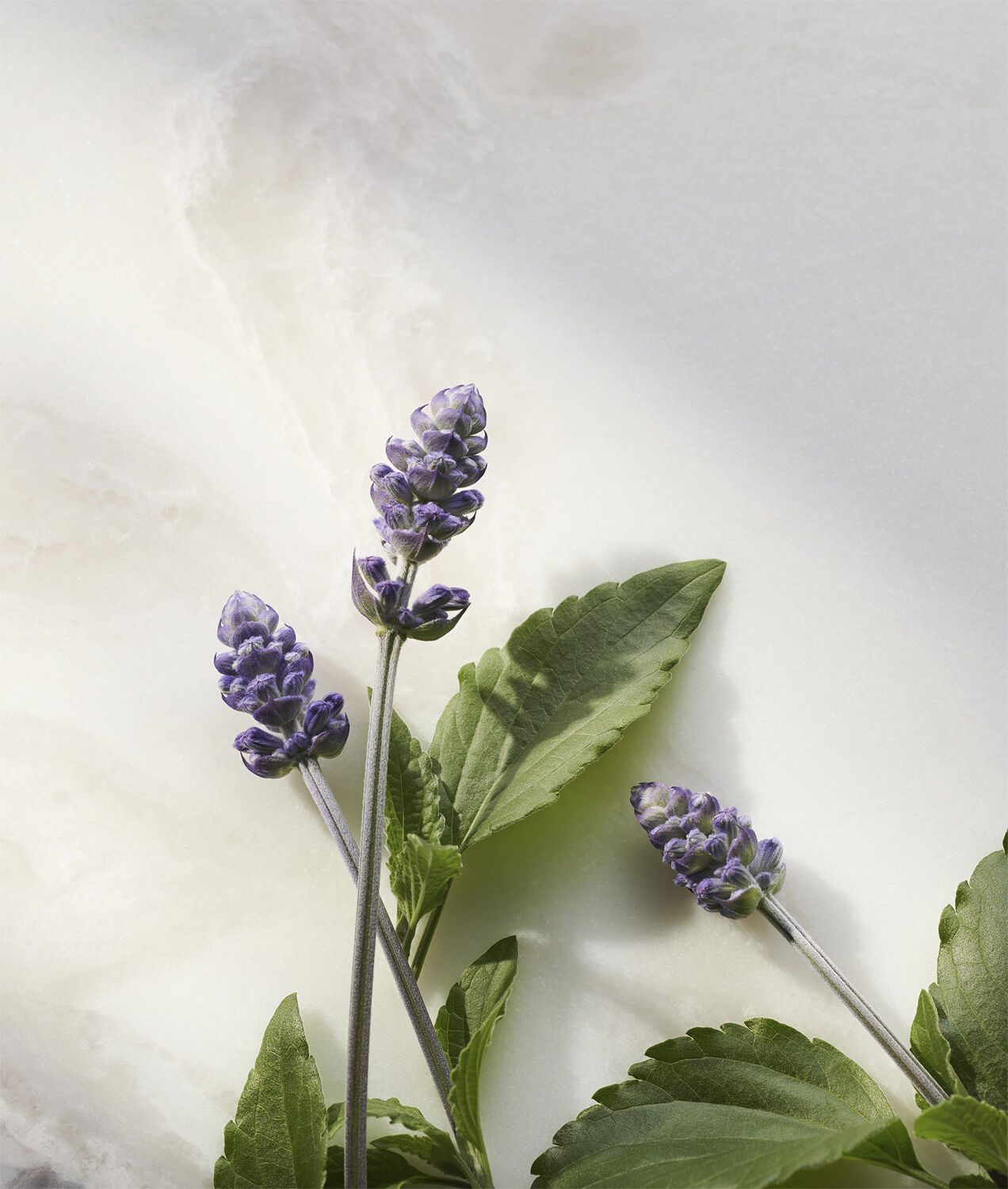 The Ritual of Namaste Bakuchiol Natural Booster