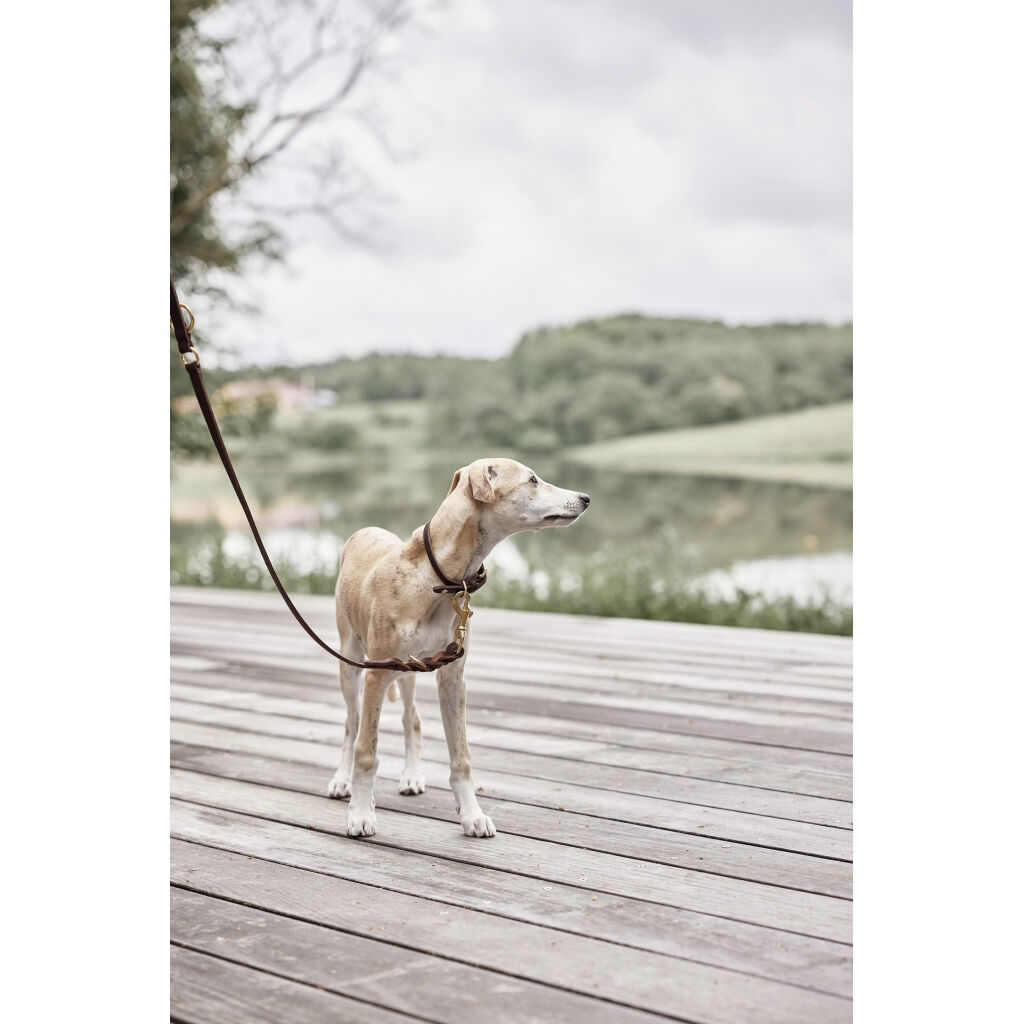 Robin Hundesnor - M/L