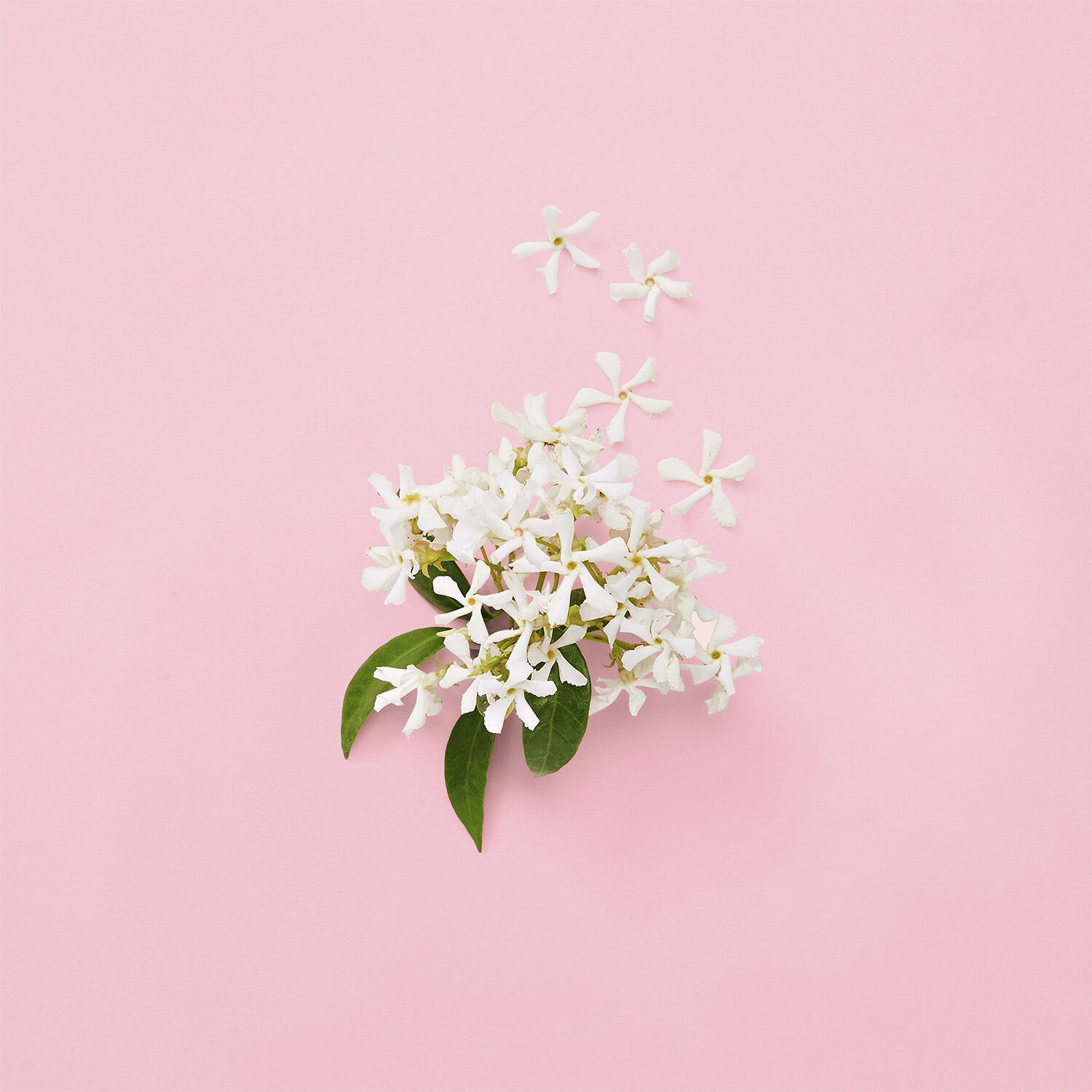 Gucci Flora Gorgeous Jasmine Eau de Parfum