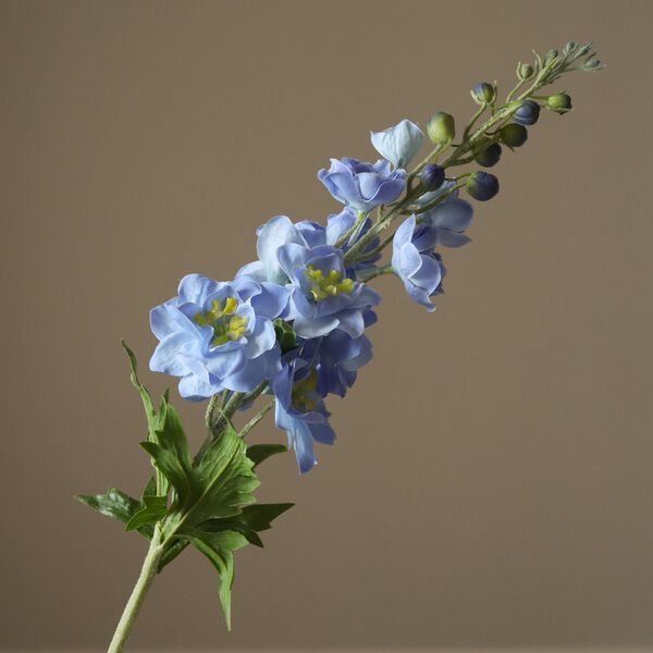 Delphinium Flower