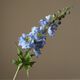 Delphinium Flower