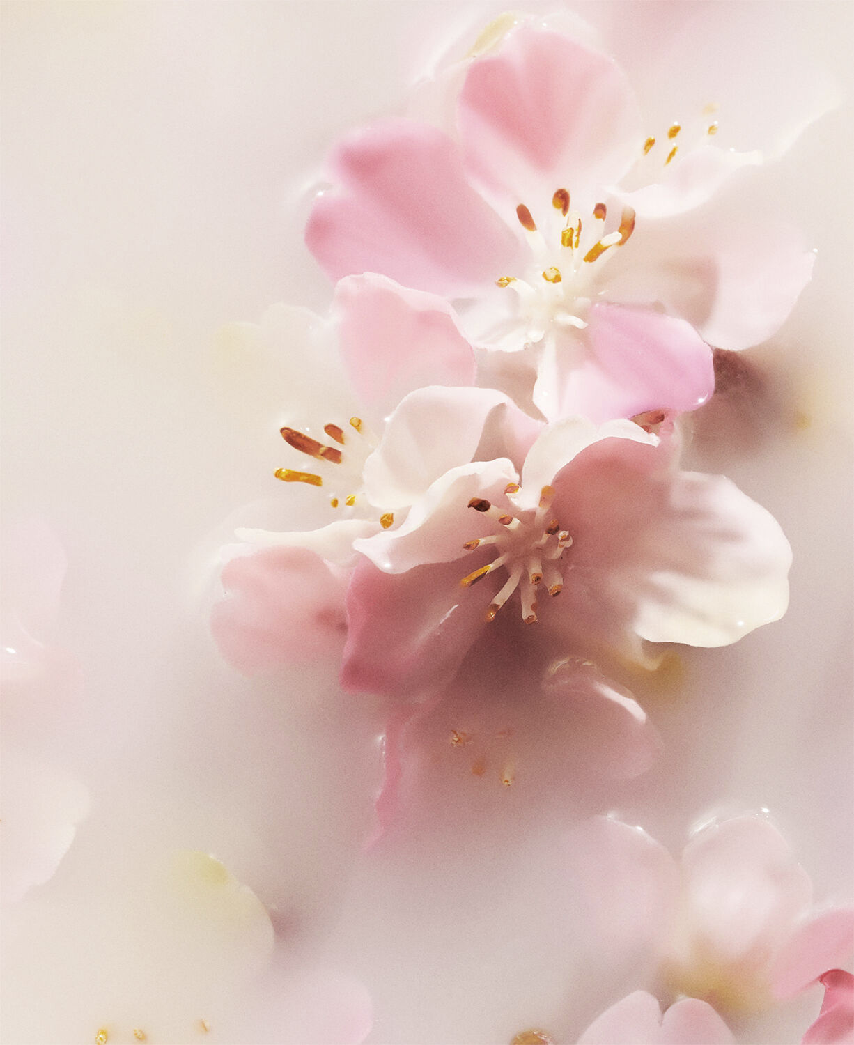 Life is a Journey - Sakura Car Perfume