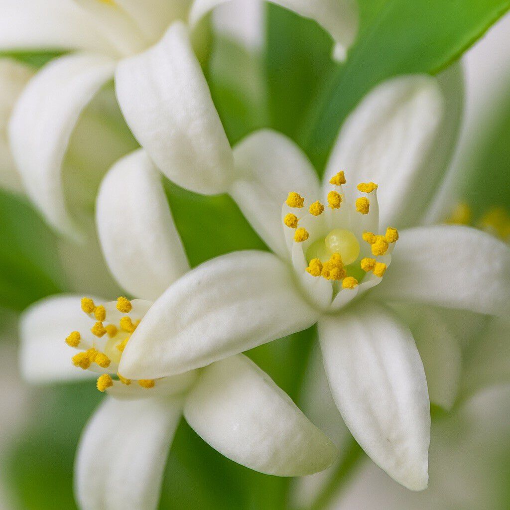 Fleur d'Oranger Scented Candle