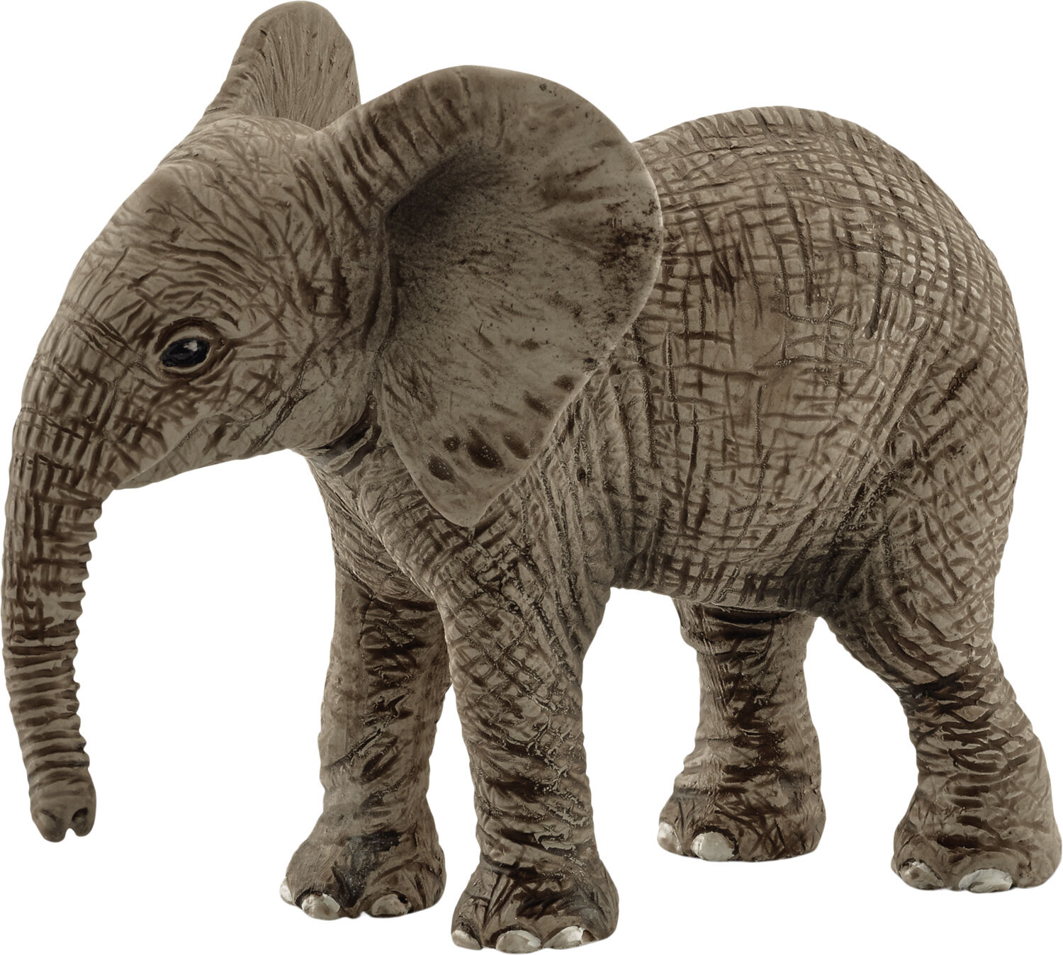 Sch African elephant calf