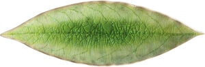 "Asjett laurbÃ¦rblad Riviera 18 x 5,7 cm GrÃ¸nn/Svart Keramikk"