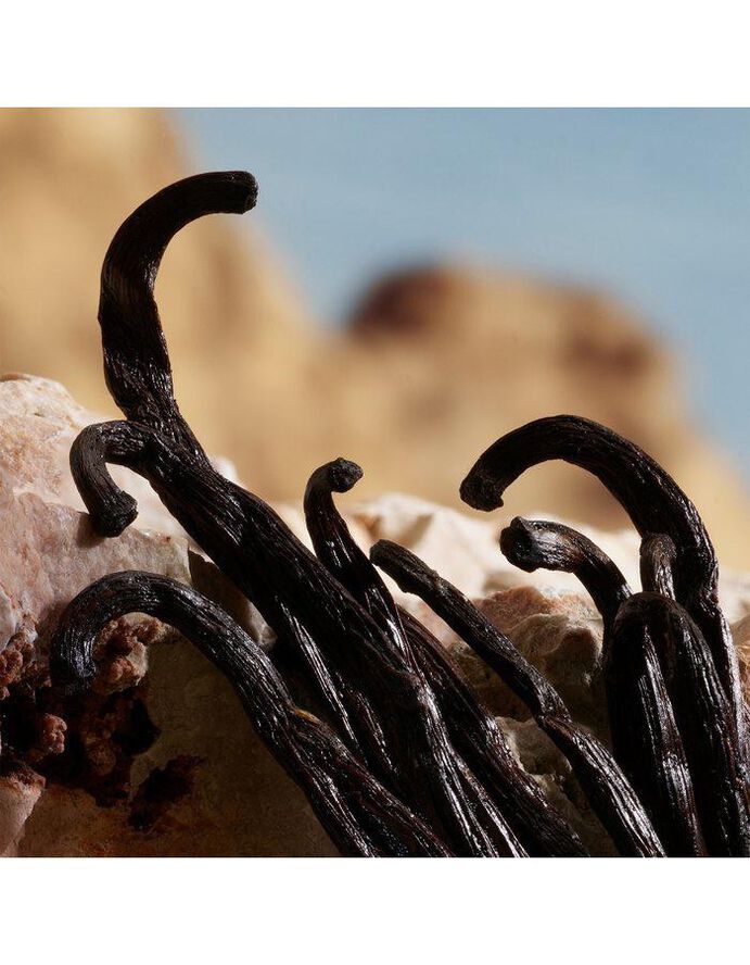 Q By Dolce&Gabbana Parfum