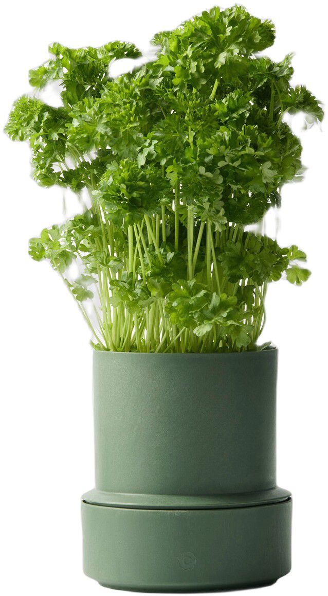 Billund self-watering pot, parsley