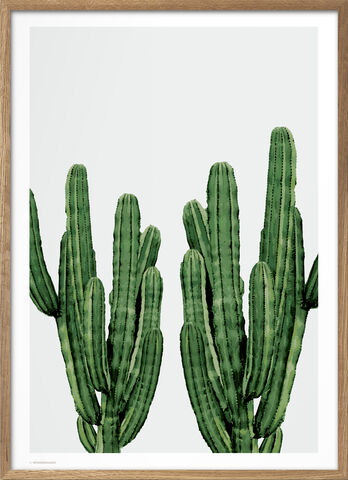 Wonderhagen - Cactus