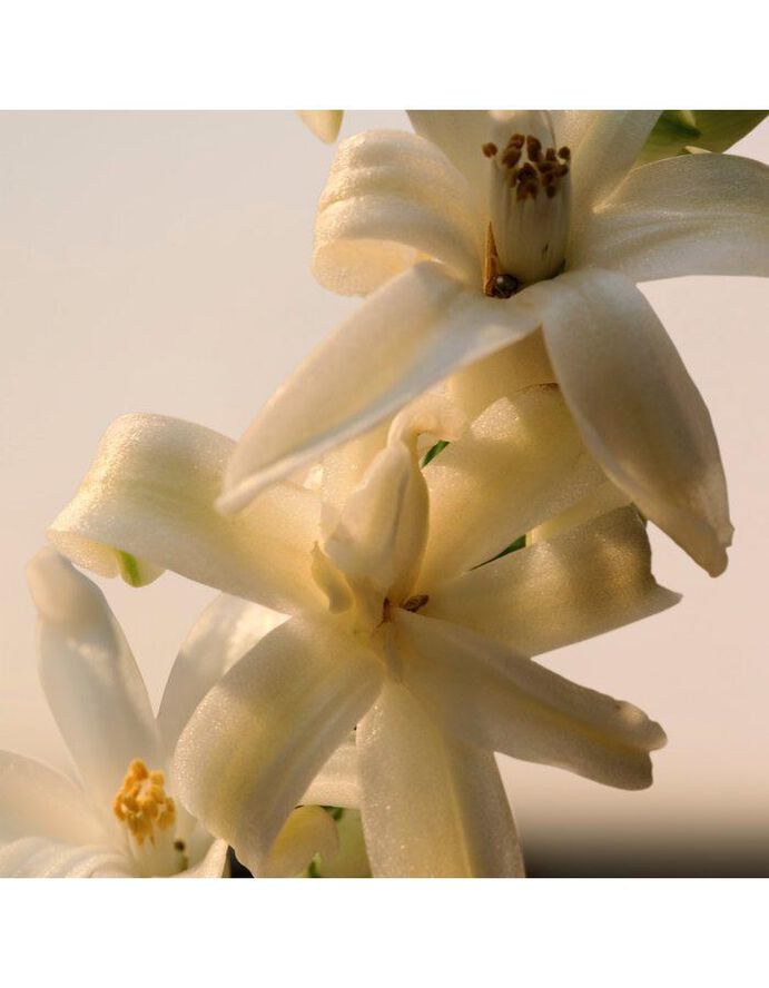 Chloé Chloé Le Parfum EdP 150 ml Refill