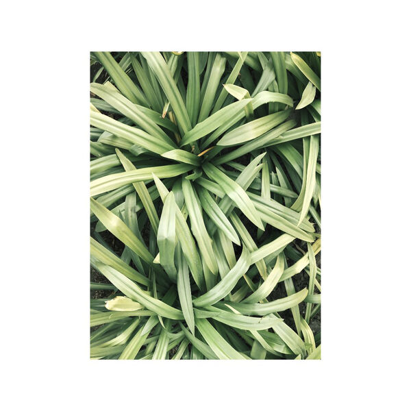 Organic Hand Wash Lemongrass