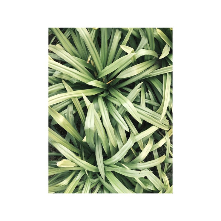 Organic Hand Wash Lemongrass