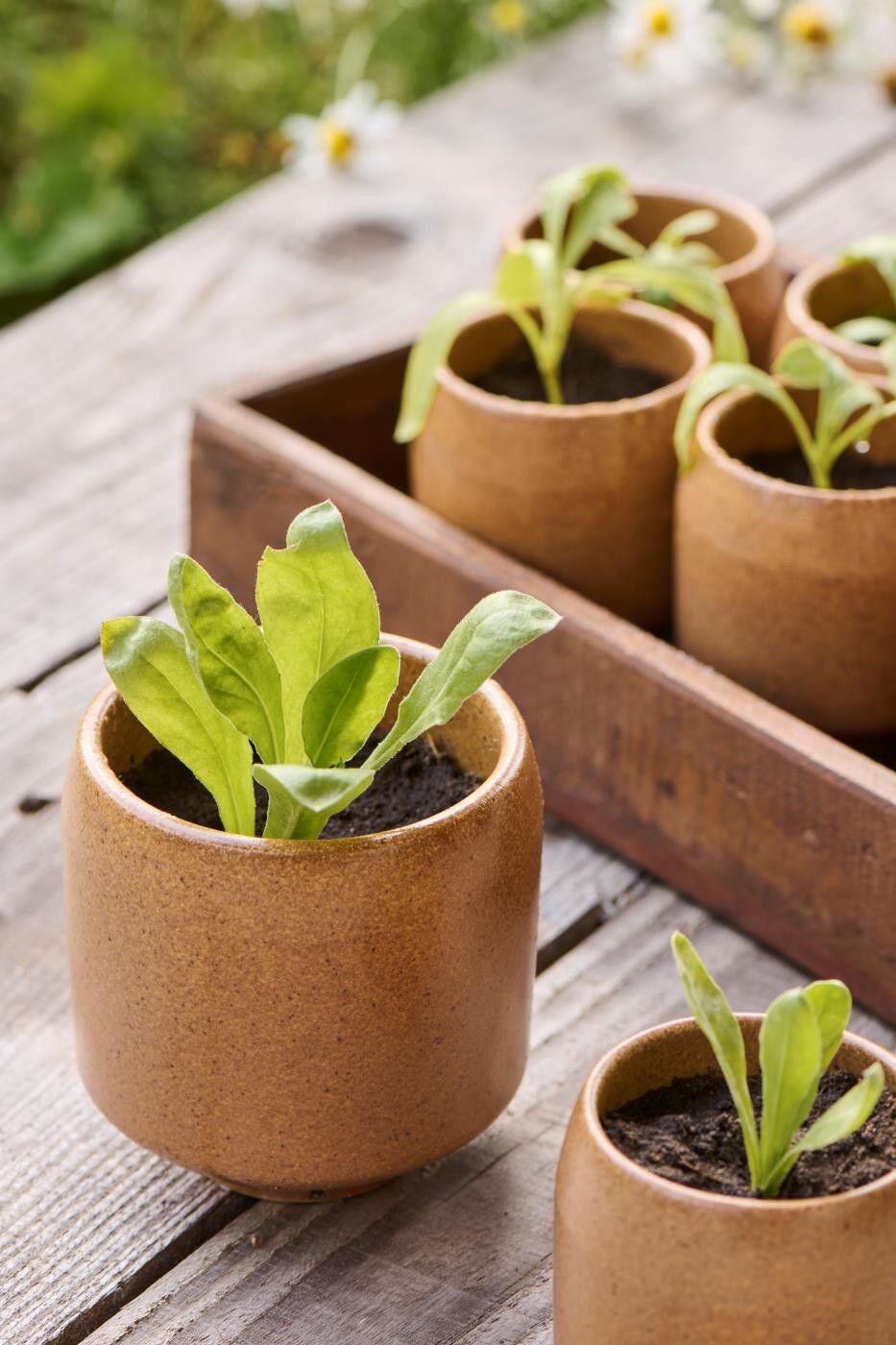 Skjuler m/fod Saga brun