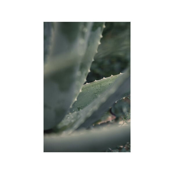 Organic Hand Wash Lavender