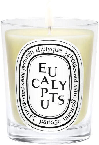 Standard candle Eucalyptus