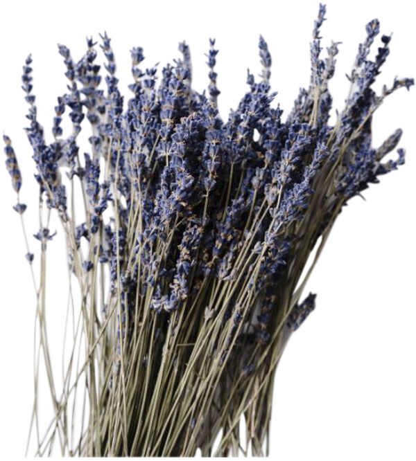 Organic Scented Candle Lavender Atlas Cedar