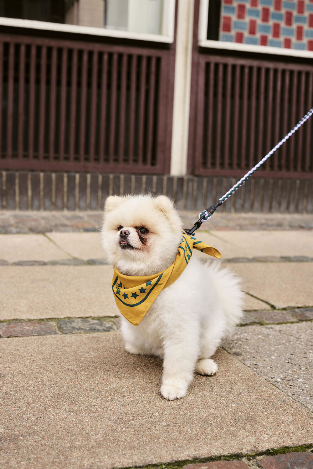 HAY Dogs Scarf-55 x 55-Ochre