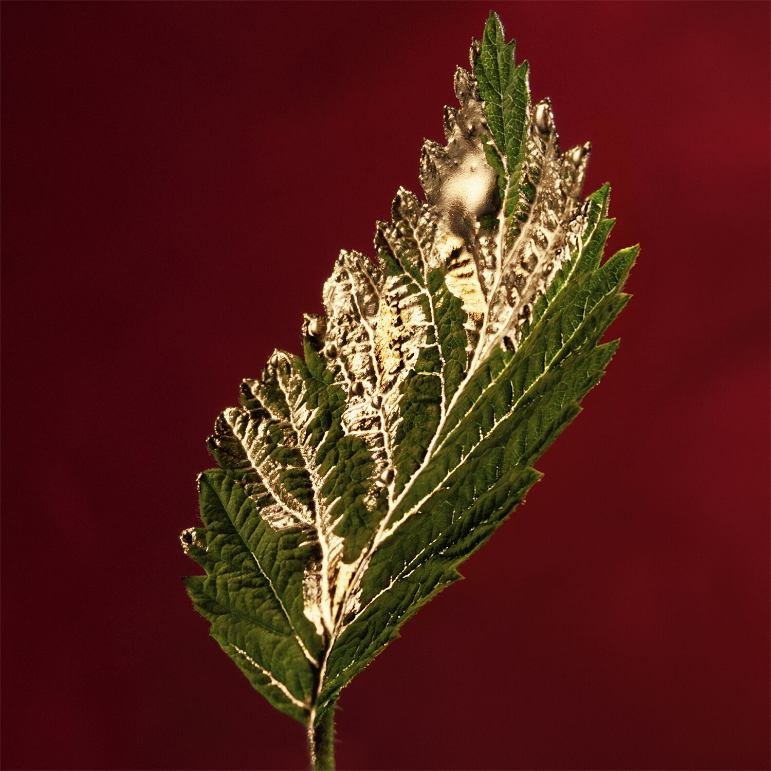 Alive Absolu Eau de parfum 50. 0 ML