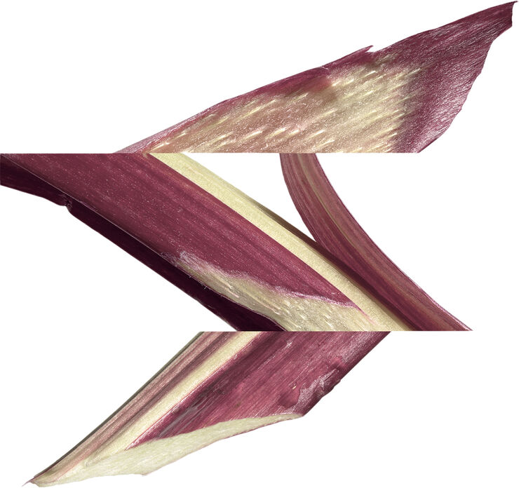 Eau de rhubarbe écarlate Eau de Cologne