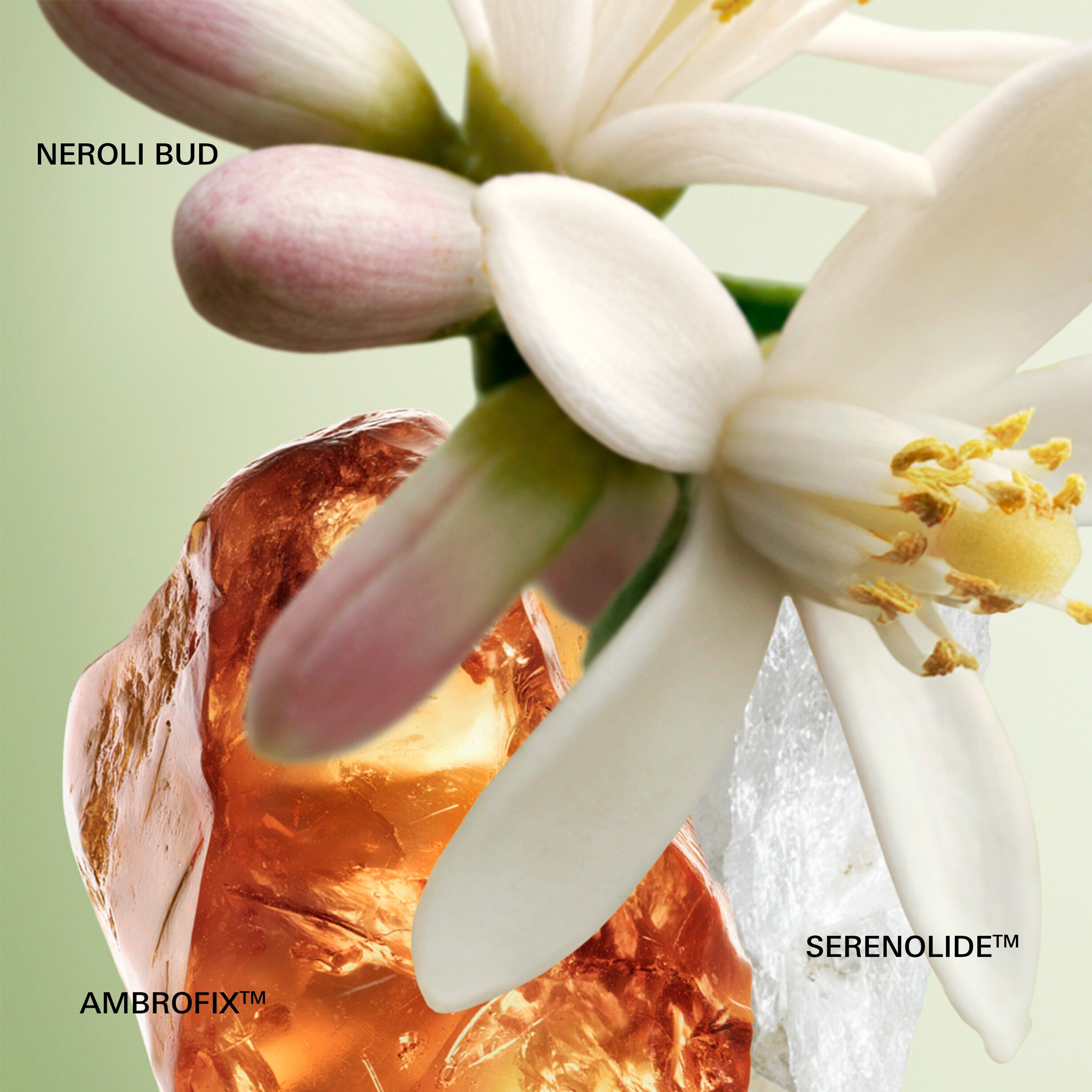 Prada Paradoxe Eau de Parfum