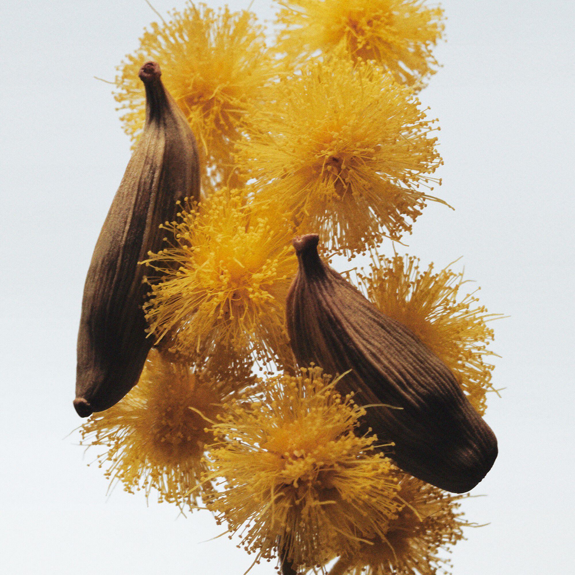 Mimosa & Cardamom Cologne