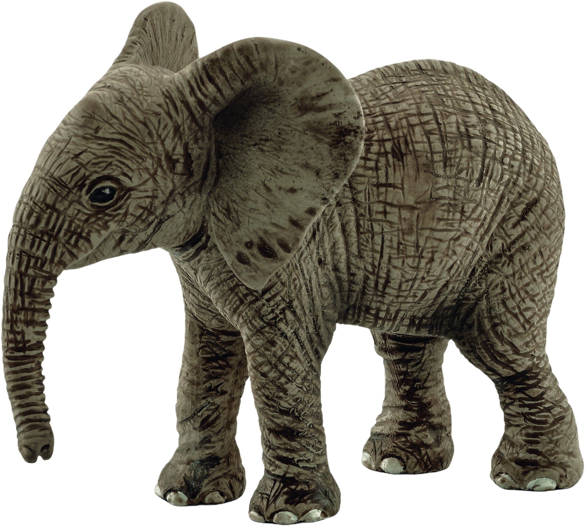 Sch African elephant calf
