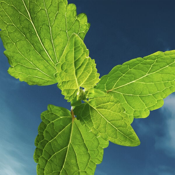 Bottled Bold Citrus Summer Eau De Parfum