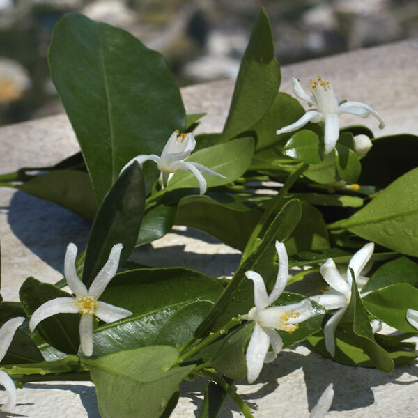 Devotion Eau de Parfum