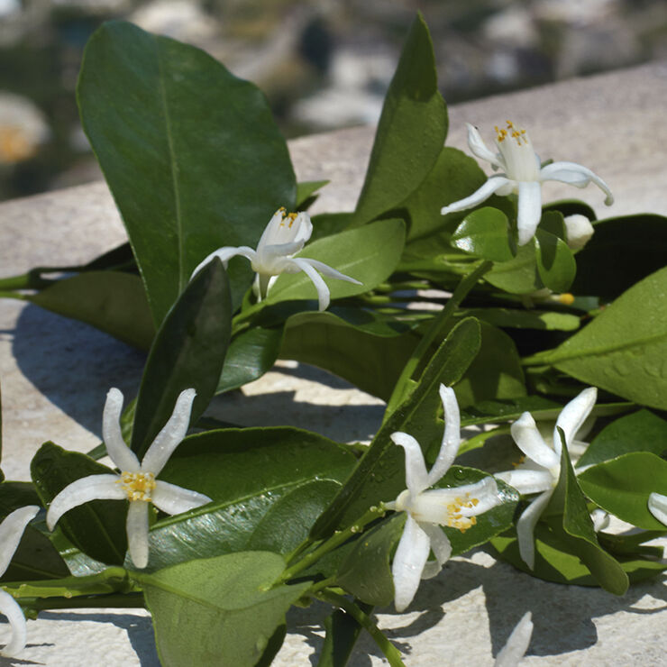 Devotion Eau de Parfum